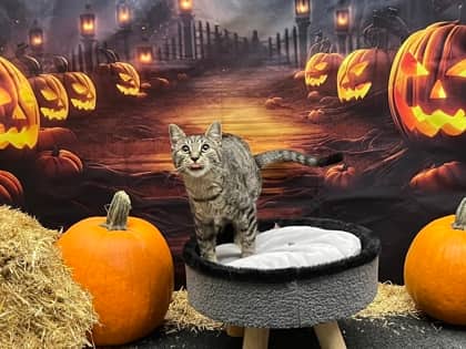 Cardigan - Domestic Shorthair Mix available for adoption