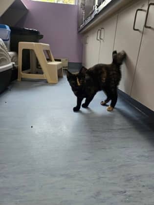 Marmalade - Domestic Shorthair Mix available for adoption