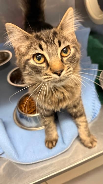Wednesday - Domestic Longhair Mix available for adoption