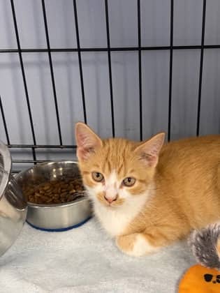 Martini - Domestic Shorthair Mix available for adoption