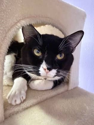 Hemi - Domestic Shorthair Mix available for adoption
