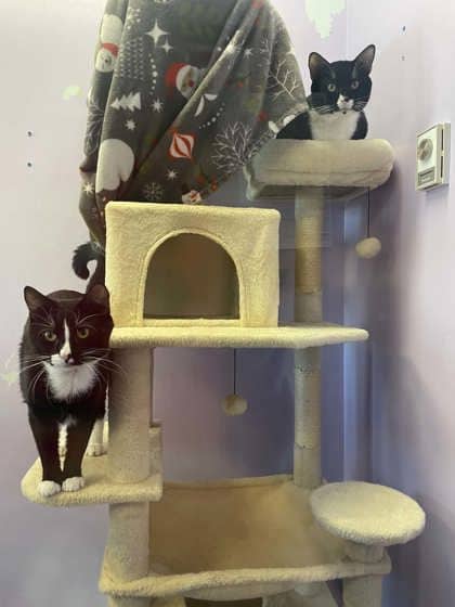 Supra - Domestic Shorthair Mix cat available for adoption at Fredericton SPCA in Fredericton