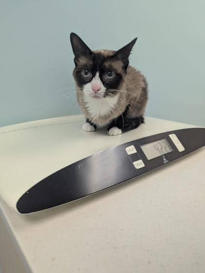 Peach - Siamese Mix cat available for adoption at Fredericton SPCA in Fredericton