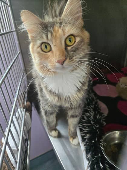 Victoire - Domestic Shorthair Mix cat available for adoption at Fredericton SPCA in Fredericton