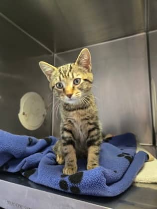 Beans - Domestic Shorthair Mix available for adoption
