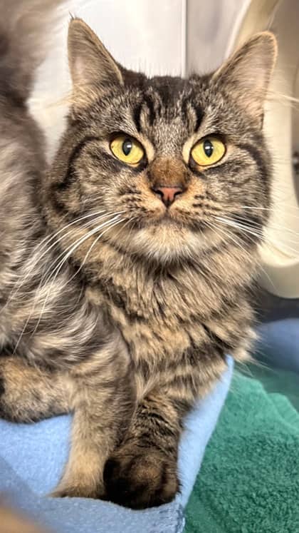 Morticia - Domestic Longhair Mix cat available for adoption at Fredericton SPCA in Fredericton