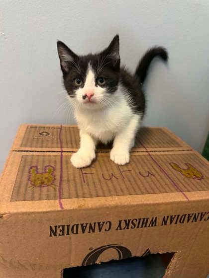 Bruin - Domestic Shorthair Mix available for adoption