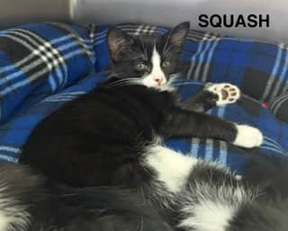 Squash - Domestic Shorthair Mix cat available for adoption at Fredericton SPCA in Fredericton