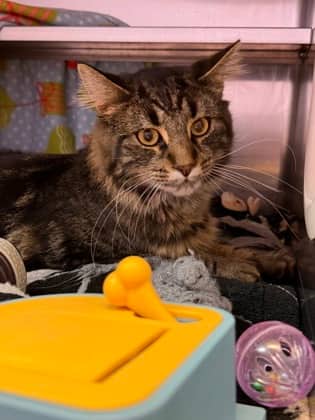 Gomez - Domestic Longhair Mix available for adoption
