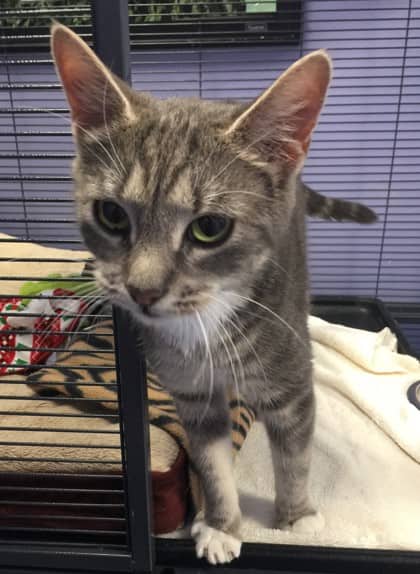 Dakota - Domestic Shorthair Mix available for adoption