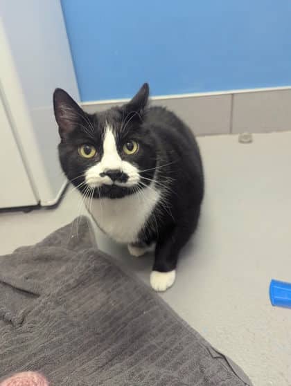 Steven - Domestic Shorthair Mix cat available for adoption at Fredericton SPCA in Fredericton
