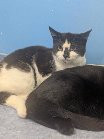 Bailey - Domestic Shorthair Mix cat available for adoption at Fredericton SPCA in Fredericton