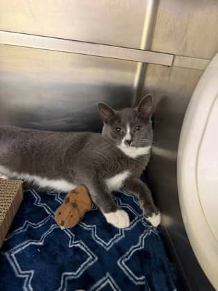 Scout - Domestic Shorthair Mix available for adoption