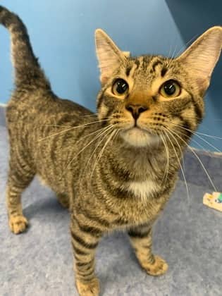 Seymour - Domestic Shorthair Mix cat available for adoption at Fredericton SPCA in Fredericton