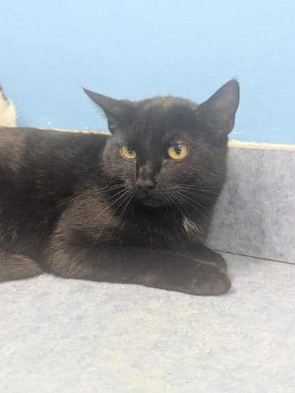 Whiskey - Domestic Shorthair Mix available for adoption