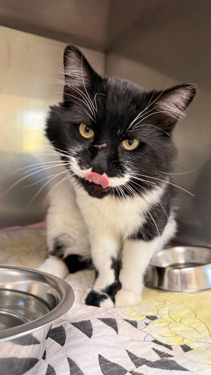 Wyatt - Domestic Medium Hair Mix cat available for adoption at Fredericton SPCA in Fredericton