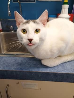 Mouse - Domestic Shorthair Mix available for adoption