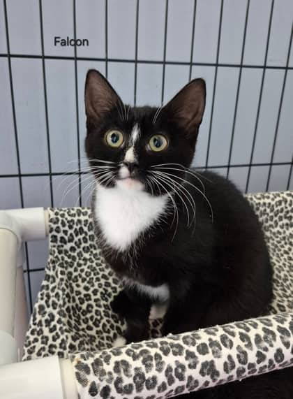 Falcon - Domestic Shorthair Mix available for adoption