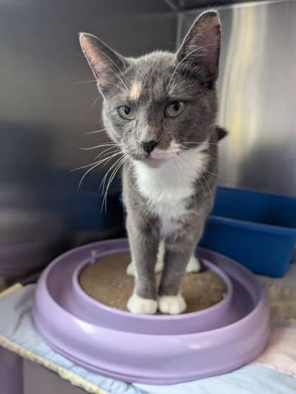 Artemis - Domestic Shorthair Mix available for adoption