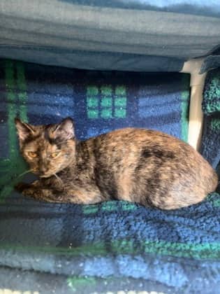 Sierra - Domestic Shorthair Mix available for adoption