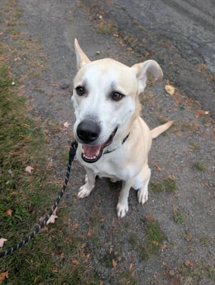 Dale - Shepherd Mix available for adoption in New Brunswick