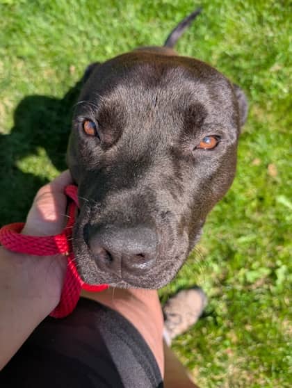 Tank - American Staffordshire Terrier Mix available for adoption