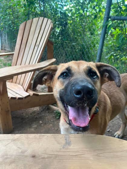 Jolene - Shepherd Mix available for adoption in New Brunswick