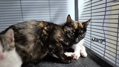 Marge - Domestic Shorthair Mix cat available for adoption at Fredericton SPCA in Fredericton