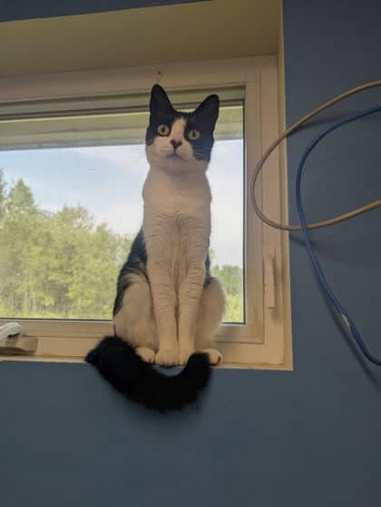McKenna - Domestic Shorthair Mix cat available for adoption at Fredericton SPCA in Fredericton