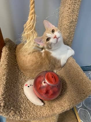 Krusty the Clown - Domestic Shorthair Mix cat available for adoption at Fredericton SPCA in Fredericton