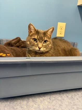 Maggie - Domestic Shorthair Mix available for adoption