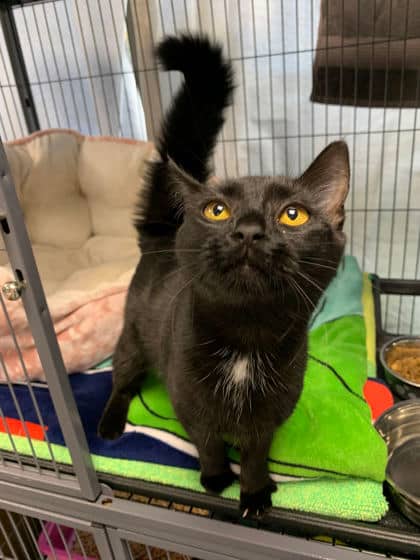 Autumn - Domestic Shorthair Mix cat available for adoption at Fredericton SPCA in Fredericton