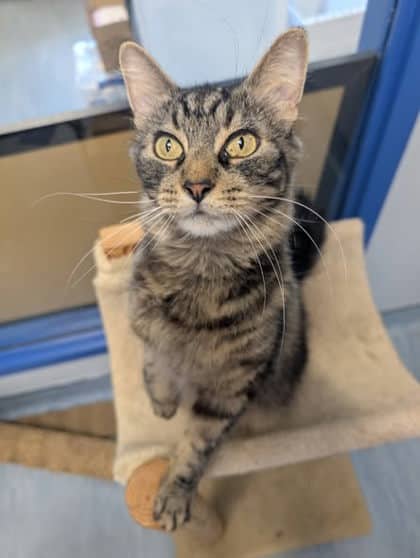 Provolone - Domestic Longhair Mix cat available for adoption at Fredericton SPCA in Fredericton