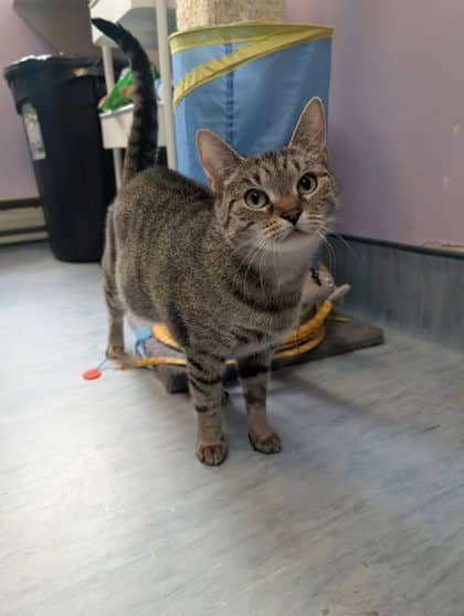 Jordache - Domestic Shorthair Mix available for adoption