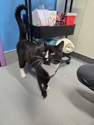 Viper - Domestic Shorthair Mix available for adoption