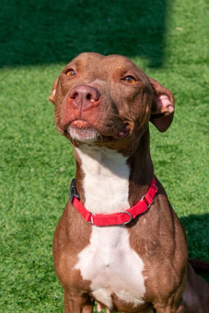 Brownie - Terrier, Pit Bull/Mix available for adoption in Calgary