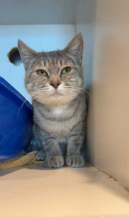 Miss-lil-Toe - Domestic Shorthair/Mix available for adoption