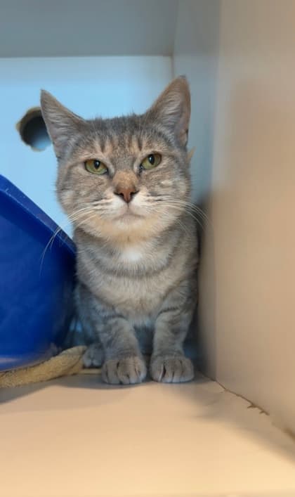 Miss-lil-Toe - Domestic Shorthair/Mix cat available for adoption at St. John's Humane Services in St. John's