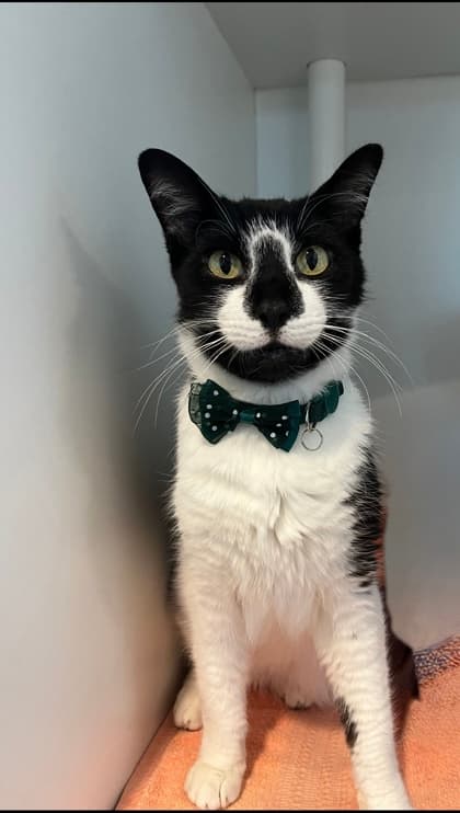 Benny - Domestic Shorthair/Mix cat available for adoption in Calgary