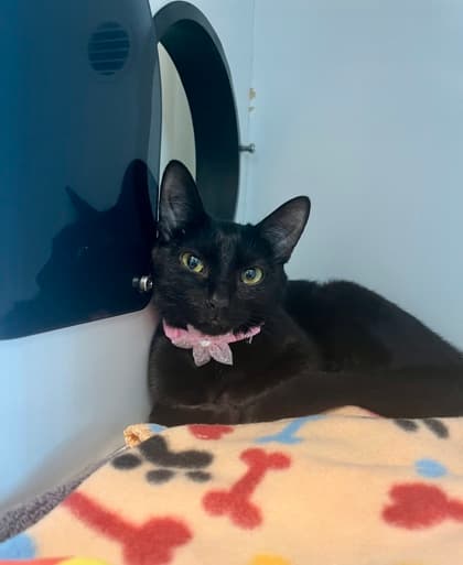 Listerine - Domestic Shorthair/Mix cat available for adoption in Calgary