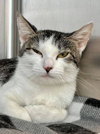 Ella - Domestic Shorthair/Mix available for adoption
