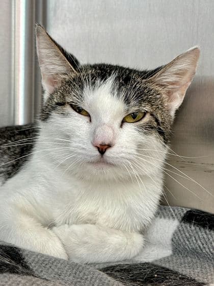 Ella - Domestic Shorthair/Mix cat available for adoption in Calgary