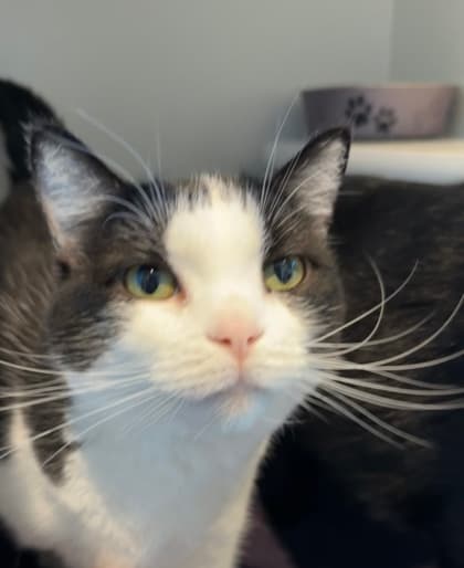 Jill - Domestic Shorthair/Mix cat available for adoption at St. John's Humane Services in St. John's