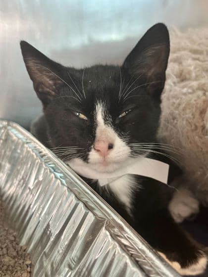Ponyboy - Domestic Shorthair/Mix cat available for adoption in Calgary