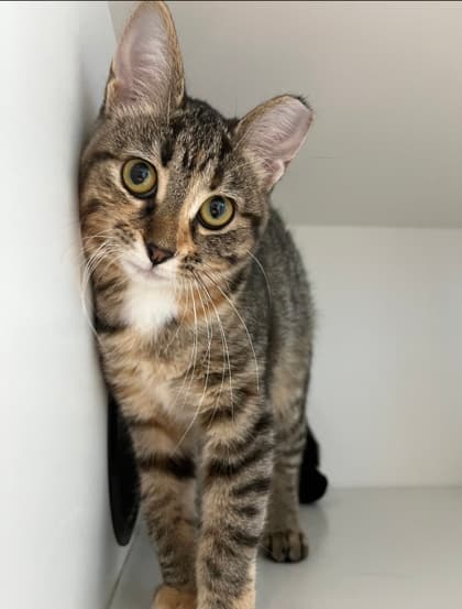 Sweet - Domestic Medium Hair/Mix cat available for adoption at St. John's Humane Services in St. John's