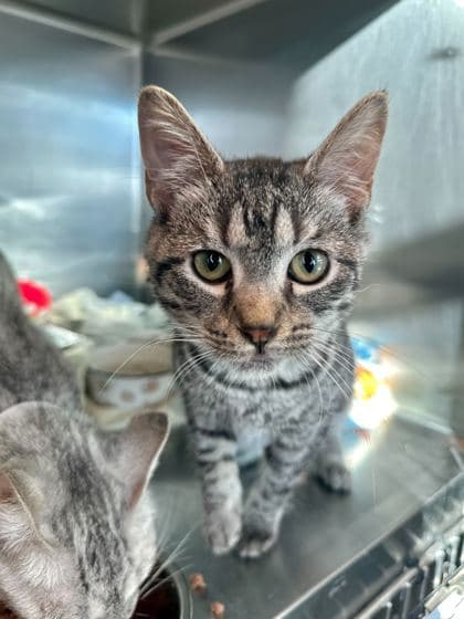 Faith - Domestic Shorthair/Mix cat available for adoption at St. John's Humane Services in St. John's