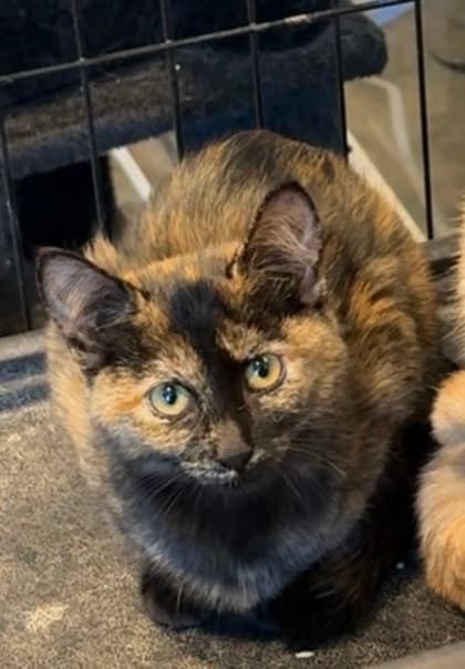 Nanette - Domestic Shorthair/Mix cat available for adoption in Calgary