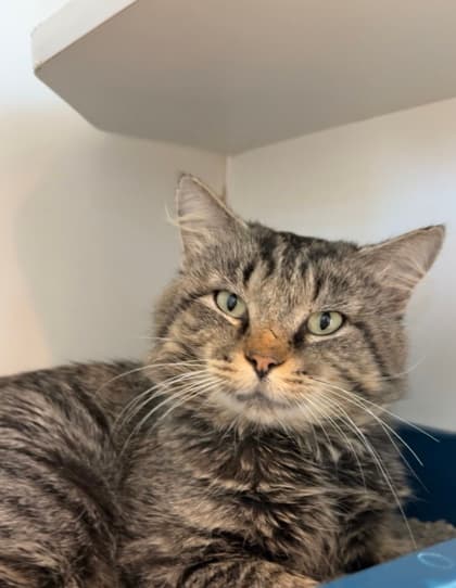 Bruno - Domestic Shorthair/Mix cat available for adoption in Calgary