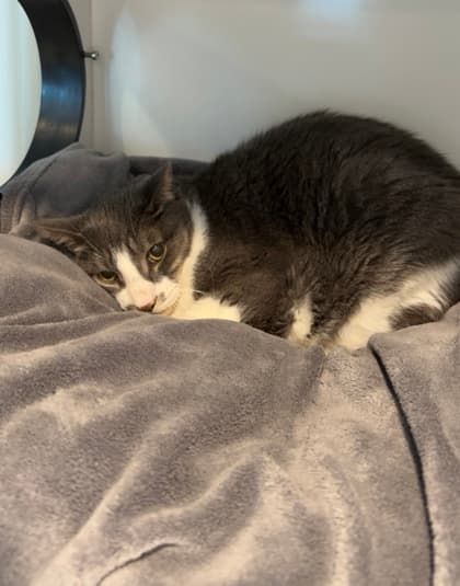 Da' Vonne - Domestic Shorthair/Mix cat available for adoption in Calgary