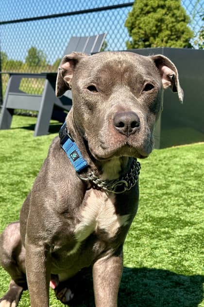Romaine - Terrier, Pit Bull/Mix available for adoption in Newfoundland and Labrador